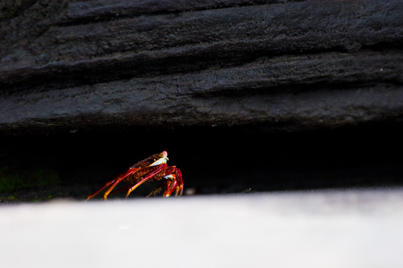 Sally Lightfoot Crab